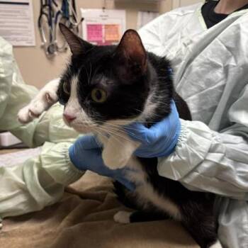 Tulip -  Domestic Short Hair Cat for Adoption in Tempe, Arizona - Tulip | PetCurious