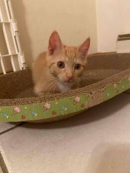 Pumpkin -  Domestic Short Hair Cat for Adoption in Belchertown, Massachusetts - Pumpkin | PetCurious