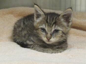 Rescue Domestic Short Hair Cats for Adoption in Tustin, California - RUBY | PetCurious