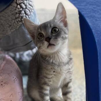 Kit -  Domestic Short Hair Cat for Adoption in Stafford, Virginia - Kit | PetCurious