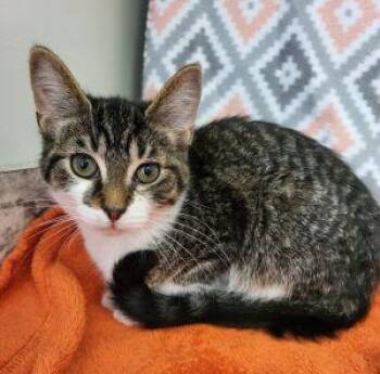 Prince -  Domestic Short Hair Cat for Adoption in Bucyrus, Ohio - Prince | PetCurious
