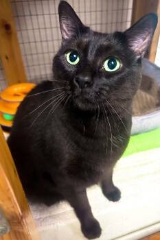 Jay -  Domestic Short Hair Cat for Adoption in Littlestown, Pennsylvania - Jay | PetCurious