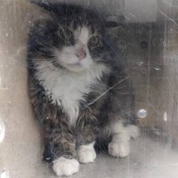 Boysenberry -  Domestic Medium Hair Cat for Adoption in Salt Lake City, Utah - Boysenberry | PetCurious