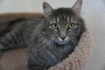 Domestic Medium Hair Cats Available for Adoption - Tamera | PetCurious