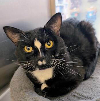Rescue Domestic Short Hair Cats for Adoption - Manny | PetCurious