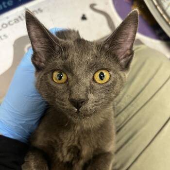 72094 -  Domestic Short Hair Cat for Adoption in Harrisonburg, Virginia - 72094 | PetCurious