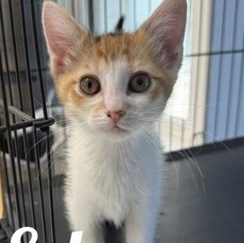 Echo -  Domestic Short Hair Cat for Adoption in Manistee, Michigan - Echo | PetCurious