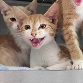 Remmy -  Domestic Short Hair Cat for Adoption in Chattanooga, Tennessee - Remmy | PetCurious