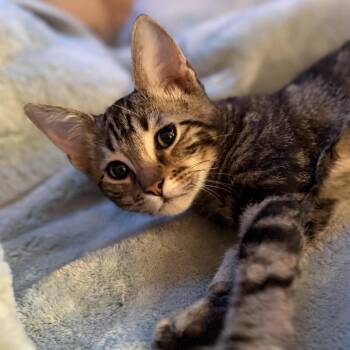 Chicken Tikka Masala -  Domestic Short Hair Cat for Adoption in Liverpool, Texas - Chicken Tikka Masala | PetCurious