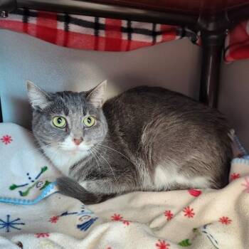 GERALD -  Domestic Short Hair Cat for Adoption in Kalamazoo, Michigan - GERALD | PetCurious