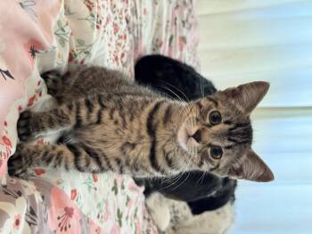 Rescue Domestic Short Hair Cats for Adoption in Roberts Creek, British Columbia - Kuma | PetCurious