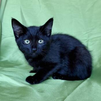 PEPPER -  Domestic Short Hair Cat for Adoption in Rowland Heights, California - PEPPER | PetCurious