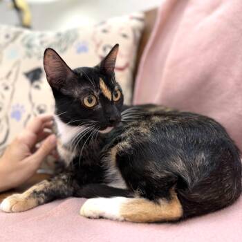 Calico and Domestic Short Hair Cats Available for Adoption - Sugar Pereira | PetCurious