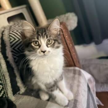 Minnow -  Domestic Long Hair Cat for Adoption in Richmond, Virginia - Minnow | PetCurious