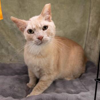 Stitch -  Tabby and Domestic Short Hair Cat for Adoption in Garland, Texas - Stitch | PetCurious