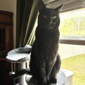 Domestic Short Hair Cats Available for Adoption in Titusville, Florida - Blade | PetCurious