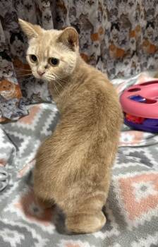 Mira -  Manx Cat Available for Adoption in Jackson, Georgia - Mira | PetCurious