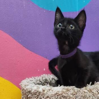 Kiki -  American Shorthair Cat for Adoption in Mountain Home, Arkansas - Kiki | PetCurious