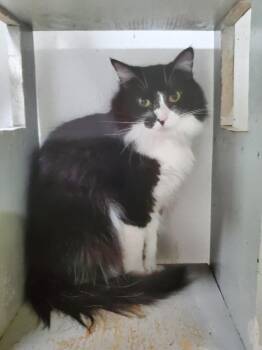 Paris -  Domestic Long Hair Cat Available for Adoption in Philippi, West Virginia - Paris | PetCurious