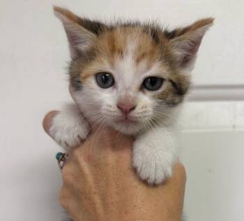 Corpse Bride -  Domestic Short Hair Cat for Adoption in Columbia, South Carolina - Corpse Bride | PetCurious