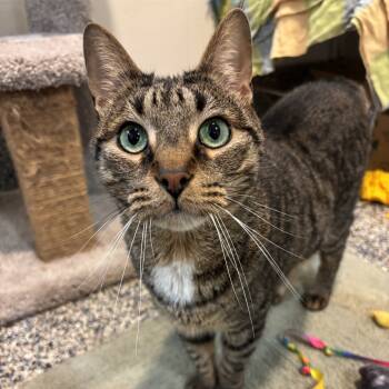 Rescue Domestic Short Hair Cats for Adoption in Fairport, New York - Bud | PetCurious