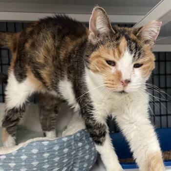 Domestic Short Hair Cats Available for Adoption in Ruckersville, Virginia - Shrew | PetCurious