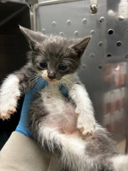 Agee Kitten 7 -  Domestic Short Hair Cat for Adoption in Morgantown, Kentucky - Agee Kitten 7 | PetCurious