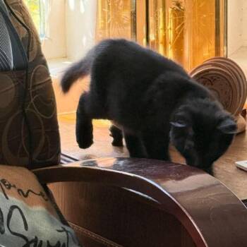 Dawn -  Domestic Short Hair Cat for Adoption in Ferndale, Washington - Dawn | PetCurious