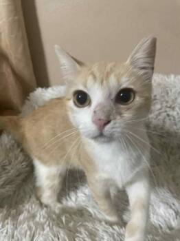 Rescue Domestic Short Hair and Tabby Cats for Adoption in Liverpool, Texas - Daisy | PetCurious