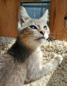 Rescue Domestic Short Hair Cats for Adoption in Stoughton, Wisconsin - Juni | PetCurious