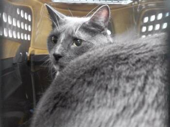SAMPSON -  Domestic Short Hair Cat for Adoption in Omaha, Nebraska - SAMPSON | PetCurious