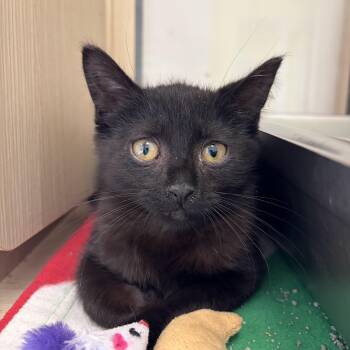 Marta -  Domestic Short Hair Cat for Adoption in Pontiac, Michigan - Marta | PetCurious