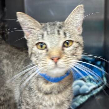 Domestic Short Hair Cats Available for Adoption in Lakeland, Florida - Rockatansky | PetCurious