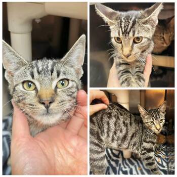 Pippa -  Domestic Short Hair Cat for Adoption in New York, New York - Pippa | PetCurious
