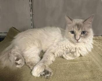Sapphire Chai -  Domestic Medium Hair Cat for Adoption in Chandler, Arizona - Sapphire Chai | PetCurious