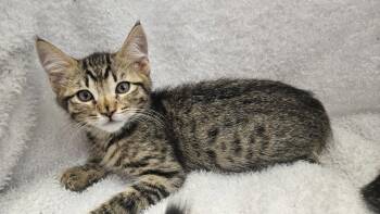 Charles (bonded with Winston) -  Domestic Short Hair Cat for Adoption in Antioch, California - Charles (bonded With Winston) | PetCurious