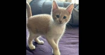 Domestic Short Hair Cats Available for Adoption in Mishawaka, Indiana - Skipper | PetCurious