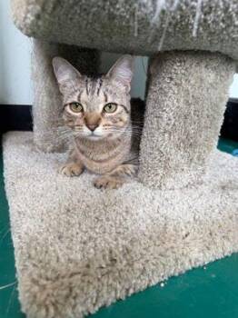 Fanta -  Domestic Short Hair Cat for Adoption in Williamsport, Pennsylvania - Fanta | PetCurious