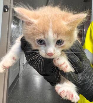 Gage -  Domestic Short Hair Cat for Adoption in Kenai, Alaska - Gage | PetCurious