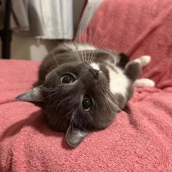 Ted -  Domestic Short Hair Cat for Adoption in Evanston, Illinois - Ted | PetCurious