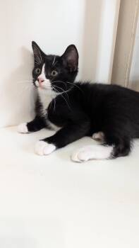 Spike -  Domestic Short Hair Cat for Adoption in Mckinney, Texas - Spike | PetCurious