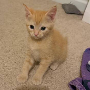 Pop -  Domestic Short Hair Cat for Adoption in Belleville, Illinois - Pop | PetCurious