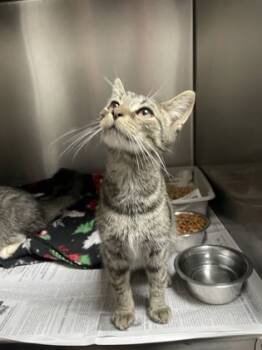 Rescue Domestic Short Hair Cats for Adoption in Louisburg, North Carolina - Cinder | PetCurious