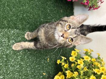Billy -  Domestic Short Hair Cat Available for Adoption in Effingham, Illinois - Billy | PetCurious