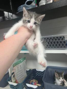 Domestic Short Hair Cats Available for Adoption in Troy, Ohio - Liam | PetCurious