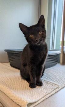 KASEY -  Domestic Short Hair Cat for Adoption in Leesburg, Virginia - KASEY | PetCurious