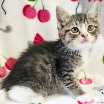 Benton -  Domestic Short Hair Cat for Adoption in Mt. Juliet, Tennessee - Benton | PetCurious
