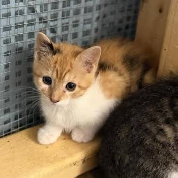 Brie -  Domestic Medium Hair Cat for Adoption in Wappingers Falls, New York - Brie | PetCurious