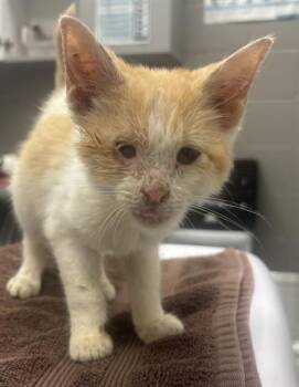 PEPPERJACK -  Domestic Short Hair Cat for Adoption in Indianapolis, Indiana - PEPPERJACK | PetCurious