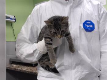 Rescue Domestic Short Hair Cats for Adoption in Omaha, Nebraska - MERIDA | PetCurious